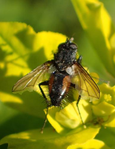 Réf. 198 805 : Eriothrix rufomaculata